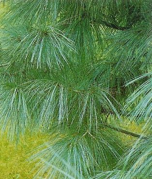 Pinus wallichiana /40-60/, Himalájai selyemfenyő