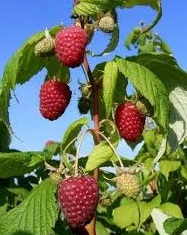 Málna folytontermő /Polka/