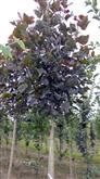 Populus deltoides Purple Tower /150-200/, Oszlopos vörös levelű nyárfa