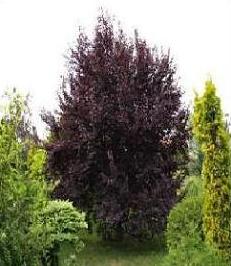 Prunus cer, Woodii /150-200/, Vérszilva