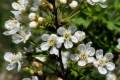 Prunus fruticosa Globosa /TM 150/, Gömb csepleszmeggy