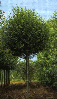 Prunus fruticosa Globosa /TM 200/, Gömb csepleszmeggy