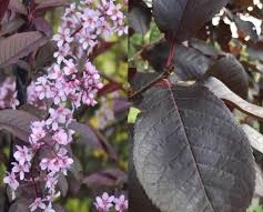 Prunus padus Colorata /200-250/, Hosszúfürtű májusfa