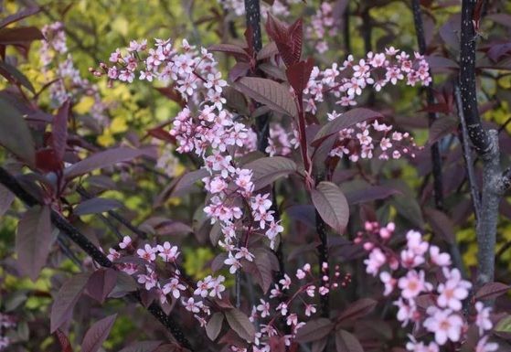 Prunus padus Coloratus /200-250/, Vöröslombú májusfa