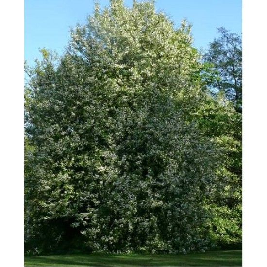 Prunus padus, Májusfa