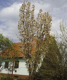 Prunus serrulata Amanogawa /100-150/, Oszlopos díszcseresznye