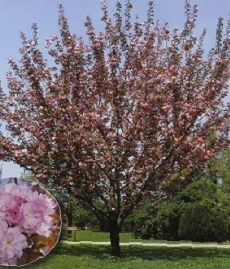 Prunus serrulata Kanzan /150-200/, Díszcseresznye