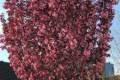 Prunus serrulata "Royal Burgundy" /100-150/, Bordó levelű díszcseresznye