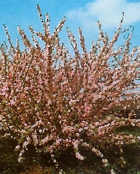Prunus Triloba , Babarózsa