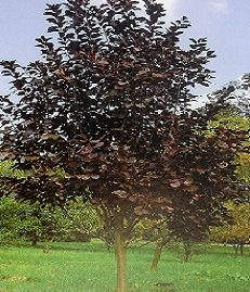 Prunus vir. Canada Red /200-250/, Vörös levelű májusfa