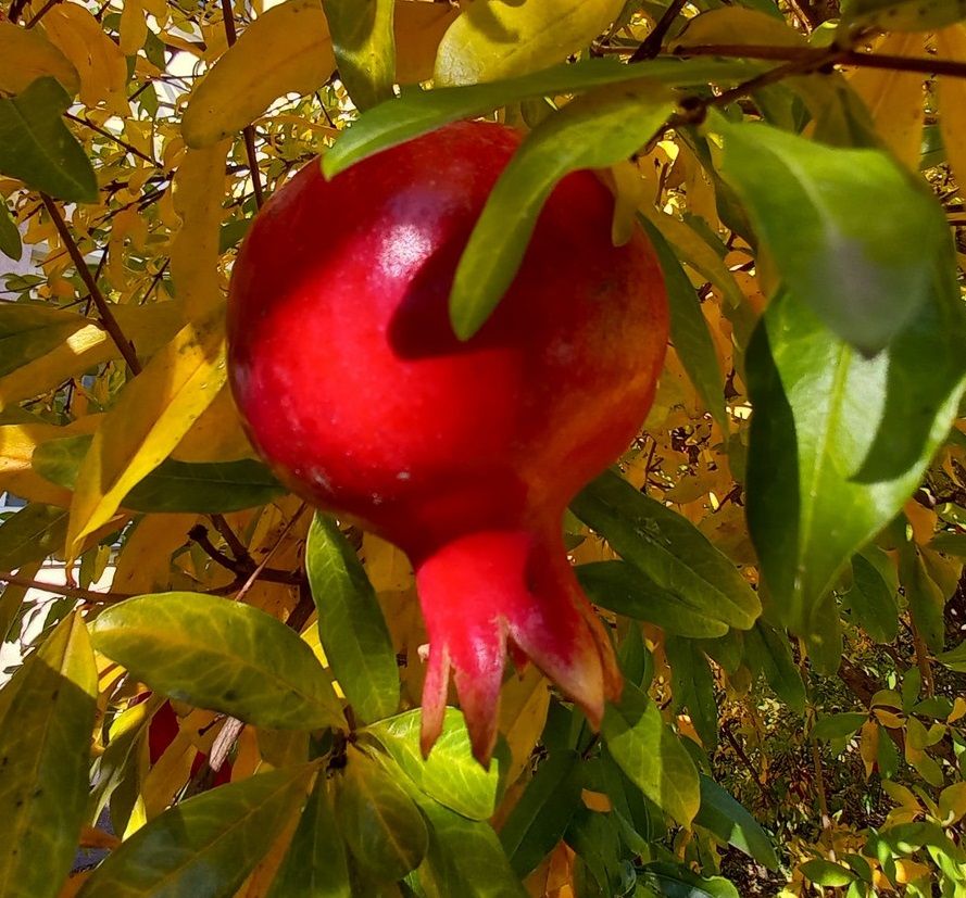 Punica granatum Wonderfull, Gyümölcstermő gránátalma