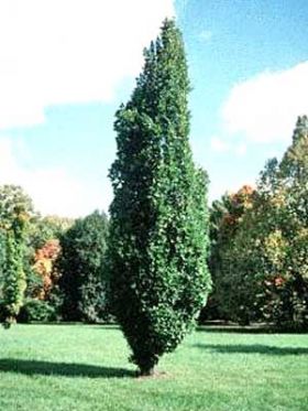 Quercus robur Fastigiata /100-150/, Oszlopos tölgy