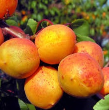 Rakovszky sárgabarack