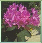 Rhododendron /50/, Örökzöld havasszépe