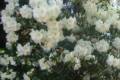Rhododendron /60/, Örökzöld havasszépe