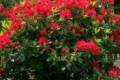 Rhododendron törpe/30/, Örökzöld havasszépe