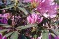 Rhododendron törpe/30/, Örökzöld havasszépe