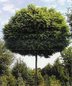 Robinia ps.Umbraculifera, /TM 220/ Gömbakác