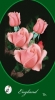 Rózsaszín magastörzsű rózsa