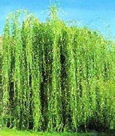 Salix alba Tristis /200-250/, Szomorúfűz