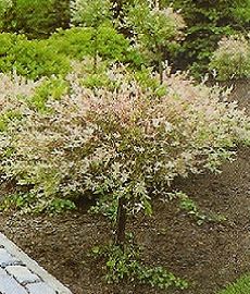 Salix integra Hakuro Nishiki bokor /40-60/ Tarka levelű fűz