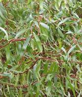 Salix sepulclaris Erythroflex /200-250/, Spirálfűz