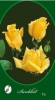 Sárga magastörzsű rózsa