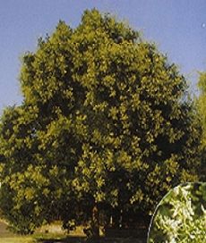 Sophora japonica Regent, Japánakác