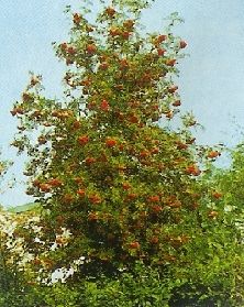 Sorbus aucuparia /150-200/, Madárberkenye