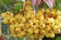 Sorbus aucuparia Golden Wonder, Sárga termésű berkenye /100-150/
