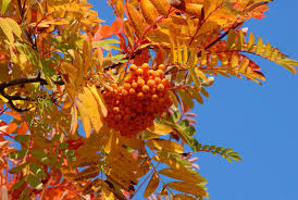Sorbus aucuparia Golden Wonder, Sárga termésű berkenye /100-150/