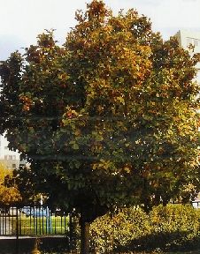 Sorbus rot. Bükkszépe/200-250/, Berkenye