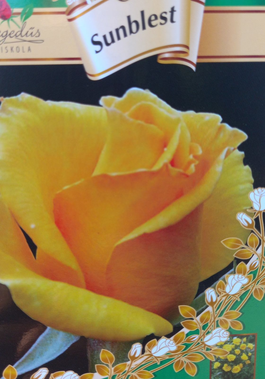 Citromsárga tearózsa Sunblest /konténeres/