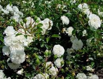 Fehér csüngő magastörzsű rózsa Swany /konténeres/