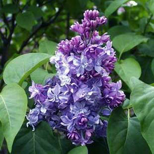 Syringa vulgaris Nadeshda, Orgona