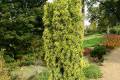 Taxus baccata Bence /25-30/, Aranyszínű tiszafa