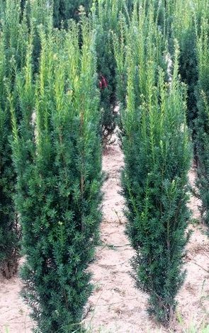 Taxus baccata Lakatos /40-60/ Oszlopos tiszafa