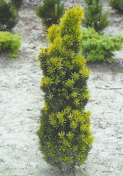Taxus media stricta viridis /30-40/, Tiszafa