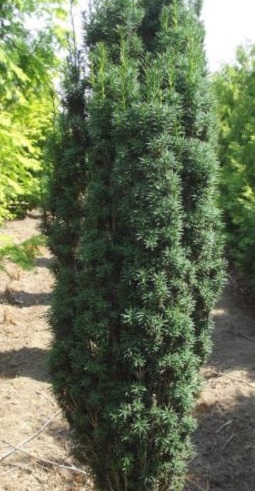 Taxus x.m. Rapid /40-50/, Oszlopos tiszafa