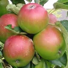 Telamon oszlopos alma