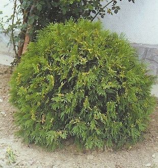 Thuja occ. Little champion /40-50/, Gömb tuja