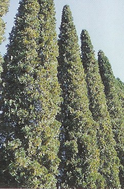 Thuja occ. Malonyana /20-30/, Oszlop tuja