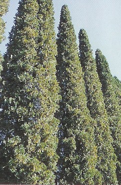 Thuja occ. Malonyana /80-100/, Oszlop tuja