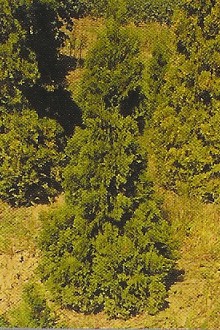 Thuja occ. Miki /40-50/, Törpe oszlop tuja