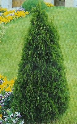 Thuja occ. Smaragd /40-50/, Smaragd tuja