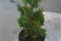 Thuja occ. Spiralis Mini /30-40/, Törpe spirál thuja