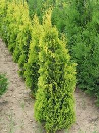 Thuja occ. Szőlősi /80-100/, Arany oszlop tuja