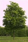 Tilia americana Nova /150-200/, Amerikai hárs