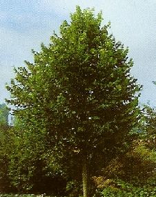 Tilia c. Greenspier /200-250/, Kislevelű hárs