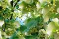 Tilia tomentosa /100-150/, Ezüst hárs